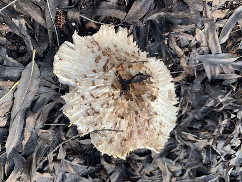 iNaturalist observation photo of Chlorophyllum