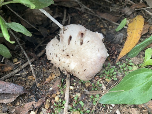 iNaturalist observation photo of Meadow Mushroom