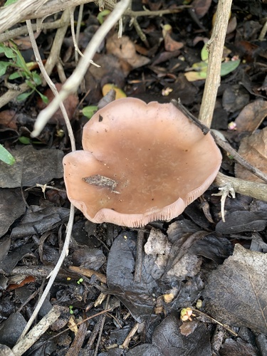 iNaturalist observation photo of Blewit