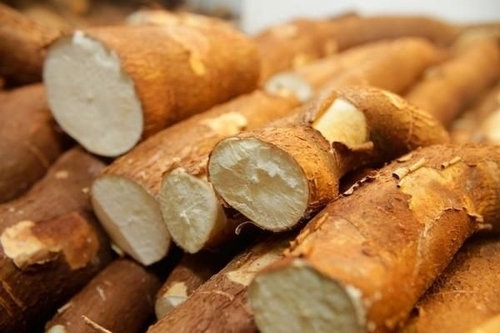 Cassava
