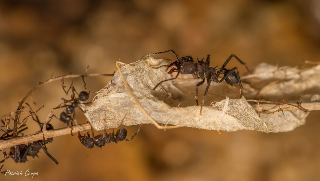 Acromyrmex lundii · iNaturalist