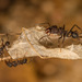Hormiga Cortadora - Photo (c) Patrich Cerpa, todos los derechos reservados, subido por Patrich Cerpa