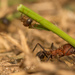 Acromyrmex heyeri - Photo 由 Patrich Cerpa 所上傳的 (c) Patrich Cerpa，保留所有權利