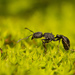 Pogonomyrmex angustus - Photo (c) Patrich Cerpa, all rights reserved, uploaded by Patrich Cerpa