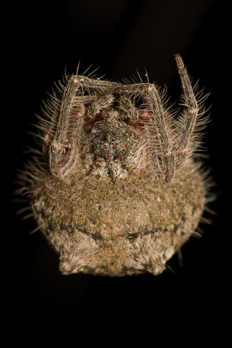 Mastophora gasteracanthoides
