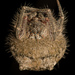 Mastophora gasteracanthoides - Photo (c) Patrich Cerpa, todos los derechos reservados, subido por Patrich Cerpa