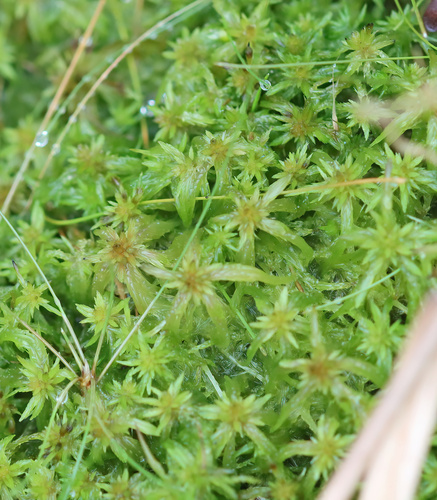 Sphagnum trinitense