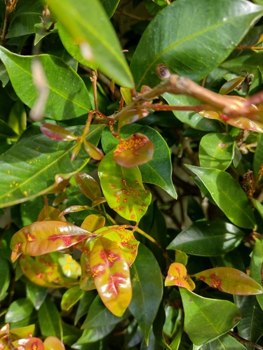 Myrtle Rust