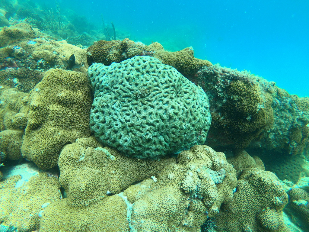 Brain Coral