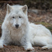 Arctic Wolf - Photo (c) James Falletti, all rights reserved, uploaded by James Falletti