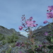 Dwarf Fireweed - Photo (c) John McKay, all rights reserved, uploaded by John McKay