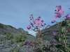 Dwarf Fireweed - Photo (c) John McKay, all rights reserved, uploaded by John McKay