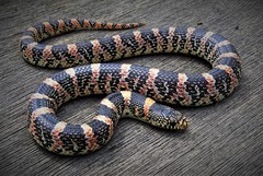 Long-nosed Snake - Photo (c) Matt Gruen, all rights reserved, uploaded by Matt Gruen