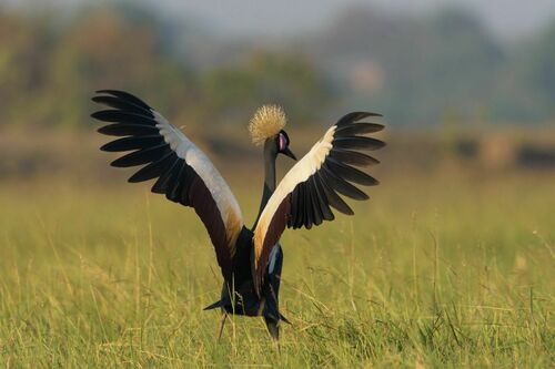 Eastern Black Crowned Crane