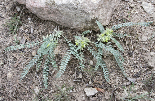 Astragalus densus