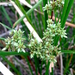 Cyperus canus - Photo (c) Lex García, all rights reserved, uploaded by Lex García