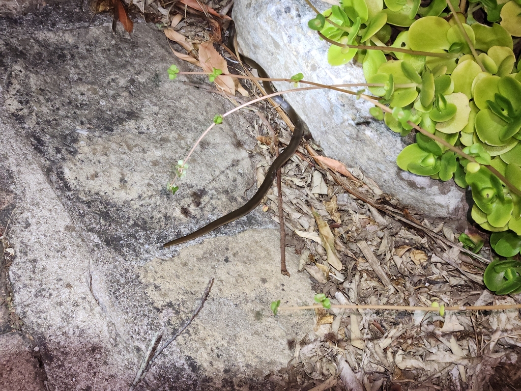 Common Brown Water Snake From Wynberg NU (2), Cape Town, 7824, South ...