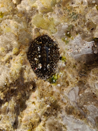 taxonomy_inaturalist image for Acanthopleura gemmata