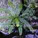 Phyllanthus rheophyticus - Photo 由 Kaniska 所上傳的 (c) Kaniska，保留所有權利