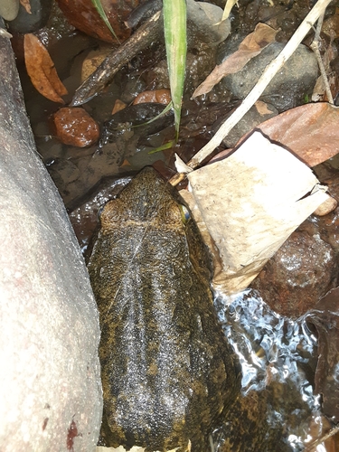 Goliath Frog