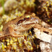 Banded Wood Frog - Photo (c) Patrich Cerpa, all rights reserved, uploaded by Patrich Cerpa