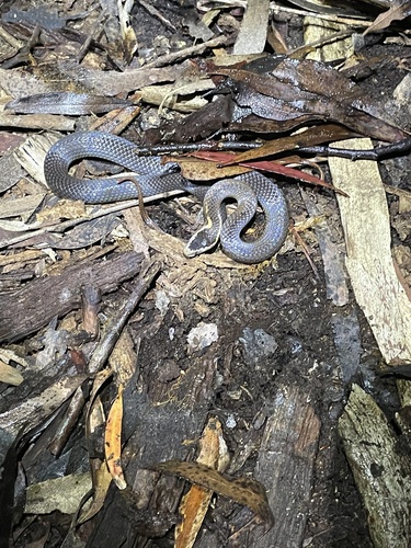 Golden-crowned Snake sighting