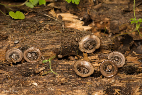 field bird's nest fungus