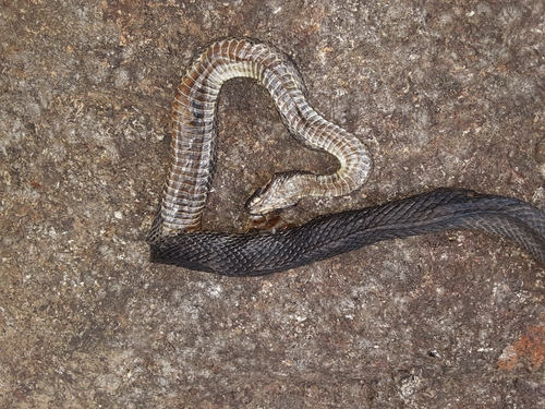 African Brown Water Snake