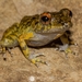 Arcos Big-headed Frog - Photo (c) Gerson Muzzi, all rights reserved, uploaded by Gerson Muzzi