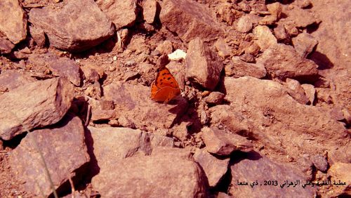 Small Copper