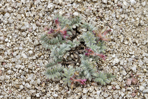 Oxytropis pseudoleptophysa