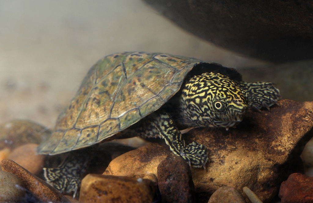 Flattened Musk Turtle in June 2018 by Jake Scott · iNaturalist