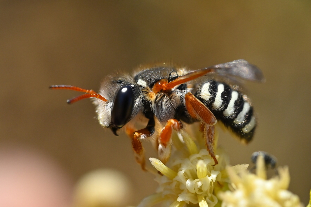 European Wool Carder Bee (NPS National Capital Region Bees and Wasps) ·  iNaturalist