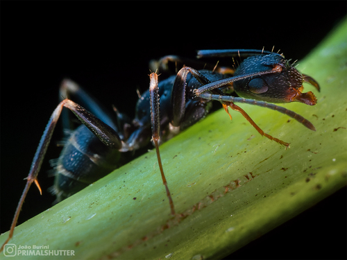 Camponotus alboannulatusCamponotus alboannulatus