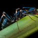 Camponotus alboannulatus - Photo (c) João P. Burini, kaikki oikeudet pidätetään, lähettänyt João P. Burini