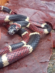 Rhinobothryum bovallii image