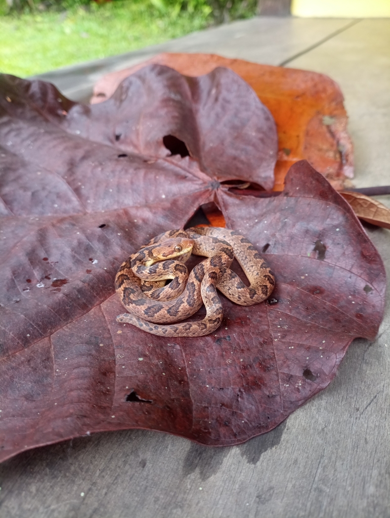 Cat-eyed Snakes from Portobelo District, Panama on December 29, 2022 at ...