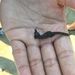 Observation photo