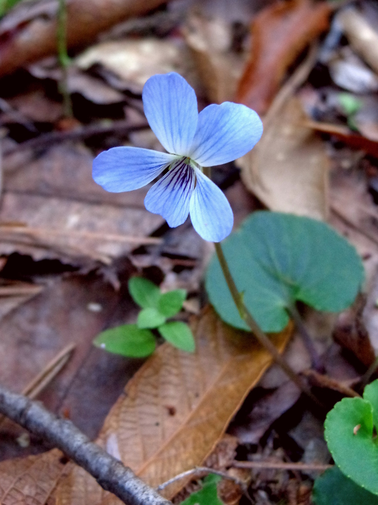 Violeta