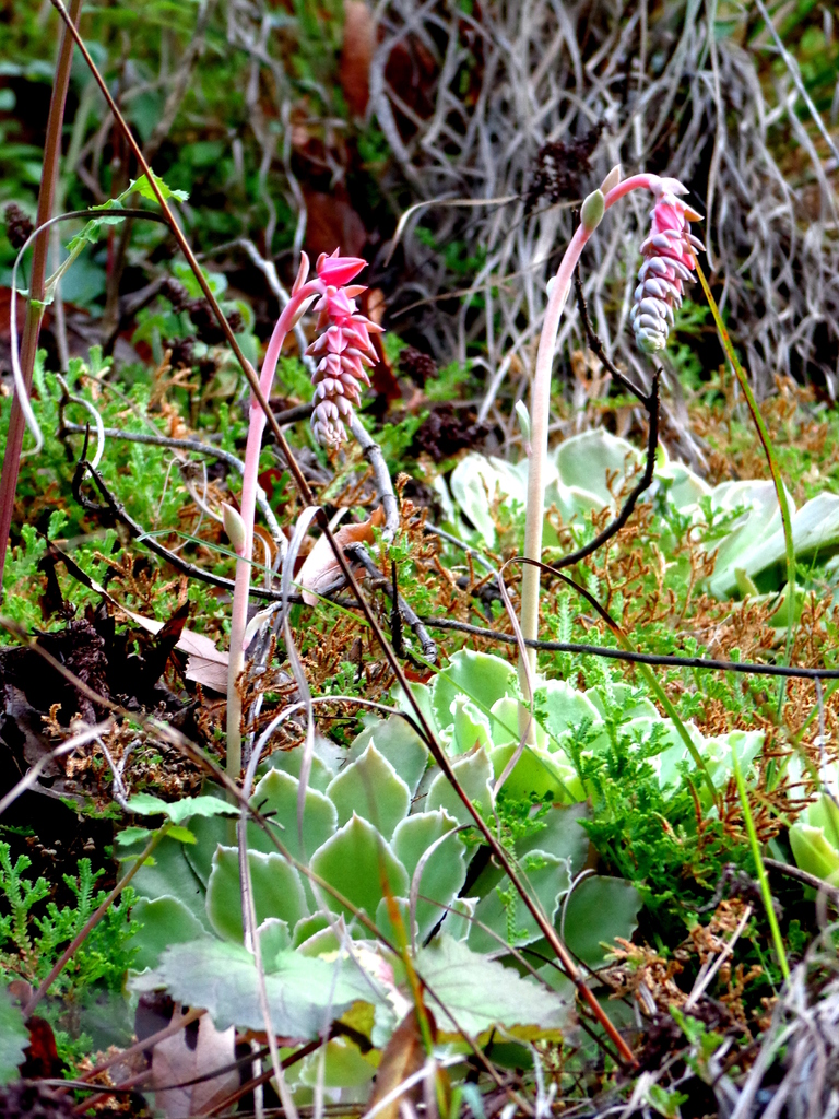Echeveria Shaviana