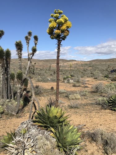 Shaw's Agave