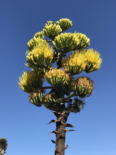 Shaw's Agave