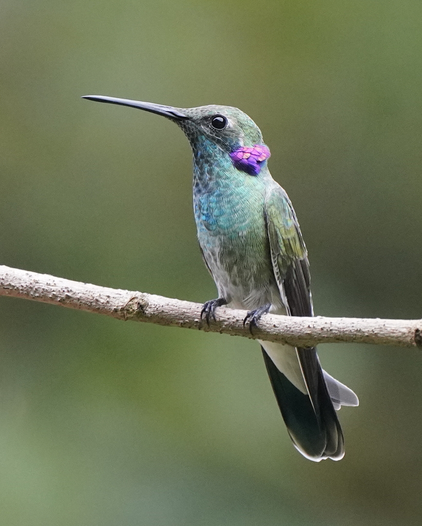 White-vented Violetear photo