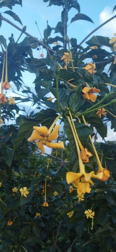 Tocoyena sellowiana