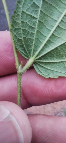 Helicteres muscosa