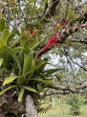 Aechmea nudicaulis image