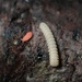 Eutrichodesmus elegans - Photo (c) 栗鼠, todos os direitos reservados, uploaded by 栗鼠