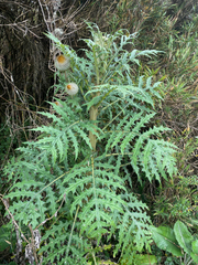 Cirsium subcoriaceum image
