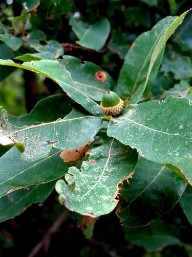 Quercus porphyrogenita