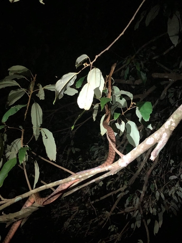 Brown Tree Snake sighting
